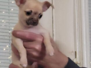 Chihuahua puppy