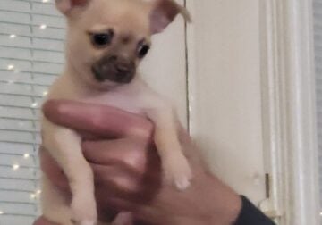 Chihuahua puppy