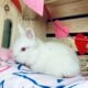 Purebred Lionhead bunnies