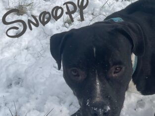 Male Pitbull (1yr)
