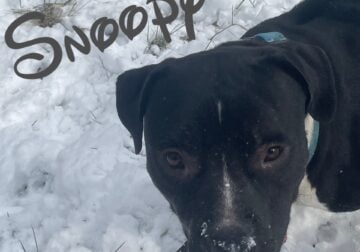 Male Pitbull (1yr)