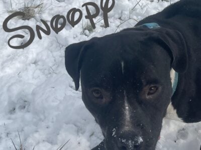 Male Pitbull (1yr)