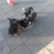Doberman puppies