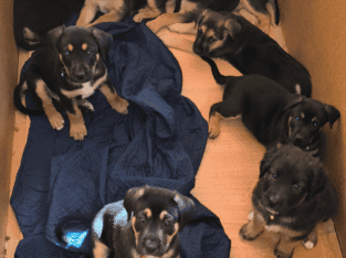 Labrador/Pitbull/German Shepherd puppies