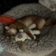 Free Shiba Inu