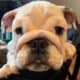 AKC Miniature English Bulldogs