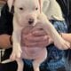 American Bully Catahoula Leopard/Boxer Puppies
