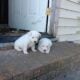 Blue Heeler Puppies