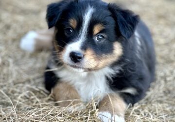 Purebred Mini Aussie , SD