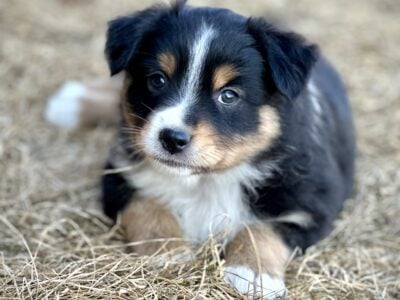 Purebred Mini Aussie , SD