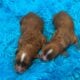 *Reduced Price* New Litters Beautiful CavaPoo Boys