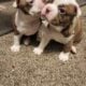 Boston puppy!