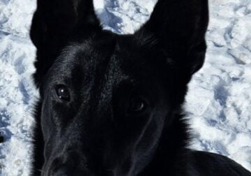Kaido – 9 month old Belgian Malinois