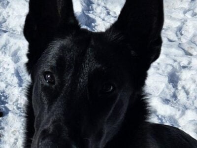 Kaido – 9 month old Belgian Malinois