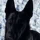 Kaido – 9 month old Belgian Malinois