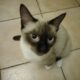 Siamese X ragdoll kittens for sale