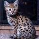 F1 Savannah Kittens for sale March 29th 2025