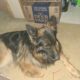 Sable german shepherd