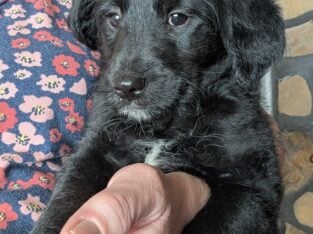 Bordoodle Puppies