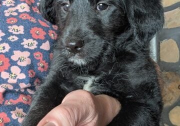 Bordoodle Puppies