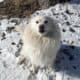 Female Samoyed Mix in MN