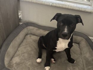 Puppy needs a loving home