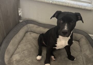 Puppy needs a loving home
