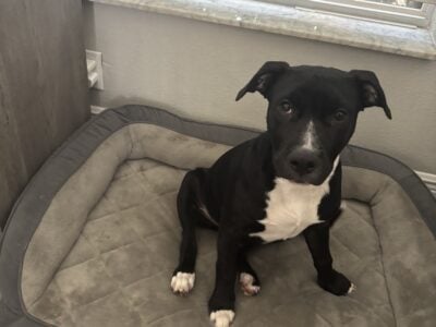 Puppy needs a loving home