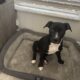 Puppy needs a loving home