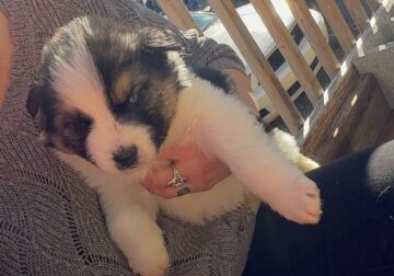 Goberian Shepherd Puppies