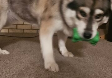 Husky mix needs a good Home w other pets