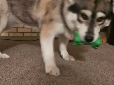Husky mix needs a good Home w other pets