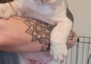 Olde English Bulldogge puppies IOEBA