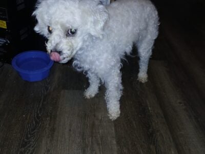 A loving home for Snowball