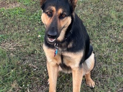 West line German shepherd female