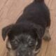 Chiweenie