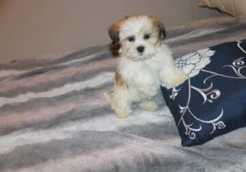 Shih tzu – Havanese Havashu Girl