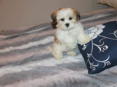 Shih tzu – Havanese Havashu Girl