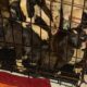 Pit Bull/Presa Canario puppies for sale i