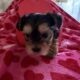 Yorkshire terrier