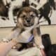 Shiba Inu Puppies