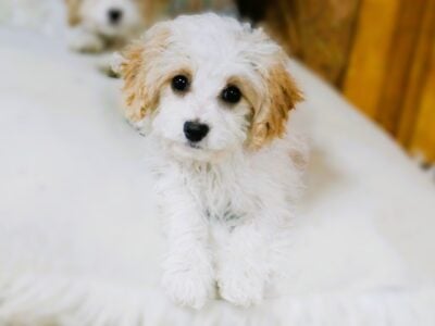 Adorable females!