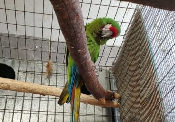Military Macaw