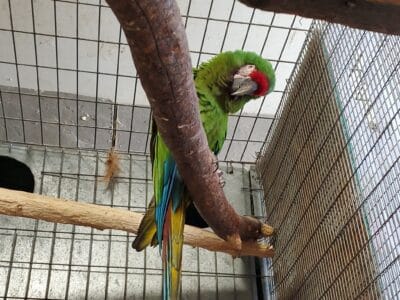 Military Macaw