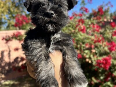 Miniature schnauzer puppy