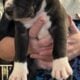 American Bully Catahoula Leopard/Boxer Puppies