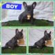 AKC Frenchie Puppies