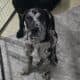 ONE PUPPY LEFT!!!!!!!!
