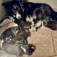 Rehoming 2 Border Collie Puppies