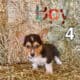 Corgi Puppies